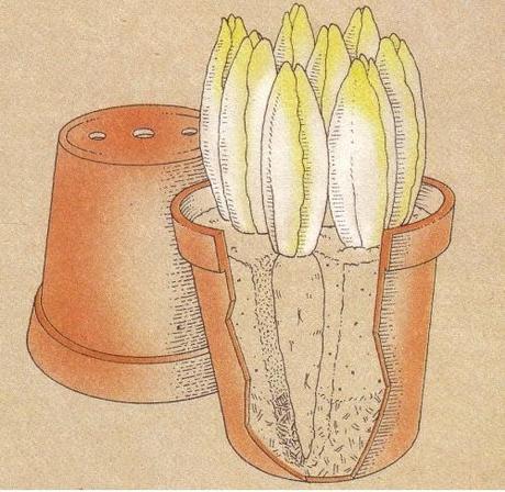 LA CICORIA BELGA O CICORIA DI BRUXELLES,  COME SI COLTIVA