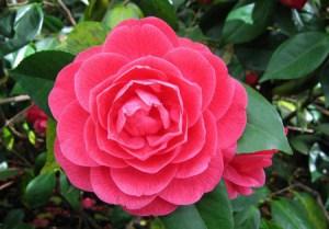 camelia