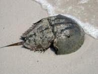 limulus