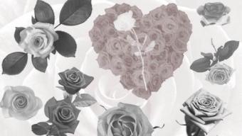 Free Rose Brushes Download