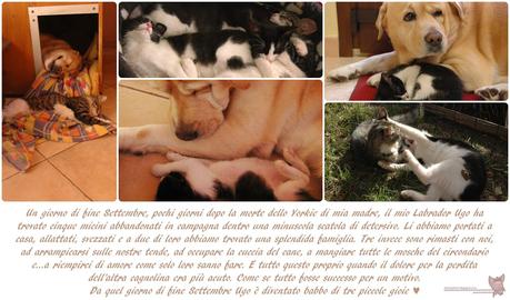 Concorso di BlogCompleanno Animal Love .... and the winner is...