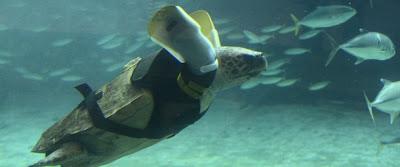 Yu, la prima tartaruga al mondo che nuota con le protesi