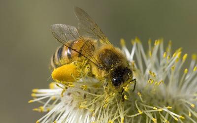 Pesticidi agiscono sulla memoria delle api