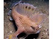 Handfish: nuova specie