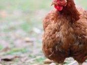 Galline ovaiole: Italia Grecia fuorilegge
