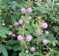 Mimosa pudica