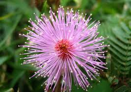 Mimosa pudica