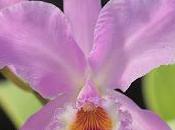 Cattleya