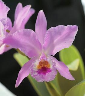 Cattleya