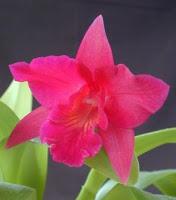 Cattleya