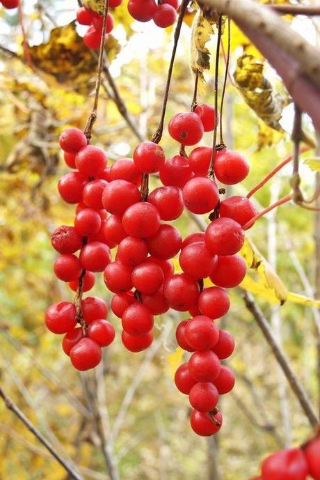 LA SCHISANDRA: DISINTOSSICANTE E RIGENERANTE