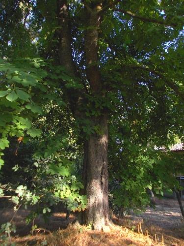 alberi, neonati, bambini, nati, giornata, albero