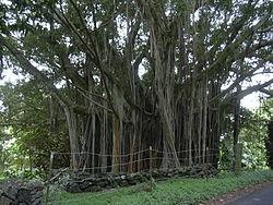 ficus microcarpa 2