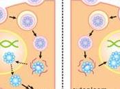 Nanocapsule apoptin distruzione programmata cellule tumorali