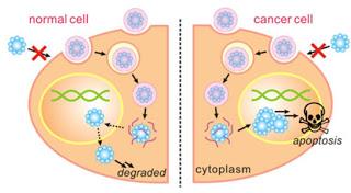 Nanocapsule con apoptin per la distruzione programmata di cellule tumorali