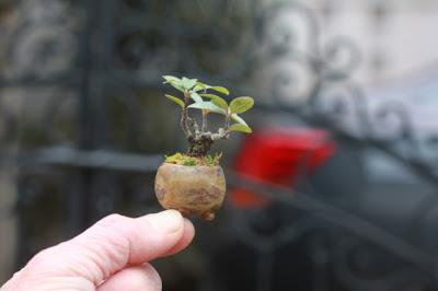 Super mini bonsai blog