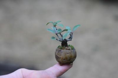 Super mini bonsai blog