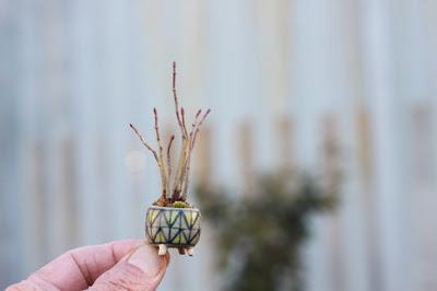 Super mini bonsai blog