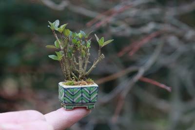 Super mini bonsai blog