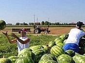 FOGGIA immigrati campi contratto multilingue