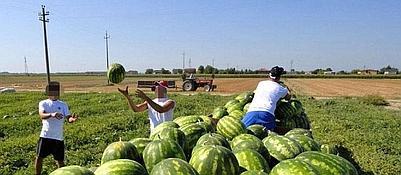 FOGGIA – Più immigrati nei campi E il contratto è multilingue