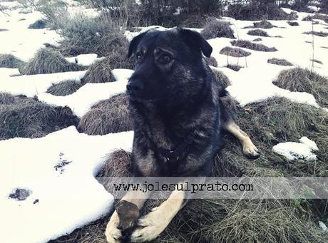 E voi avete mai mangiato la Rosa Canina?