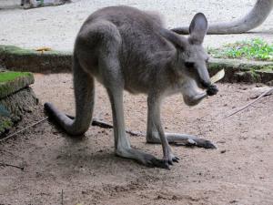 singapore zoo_viaggiandovaldi