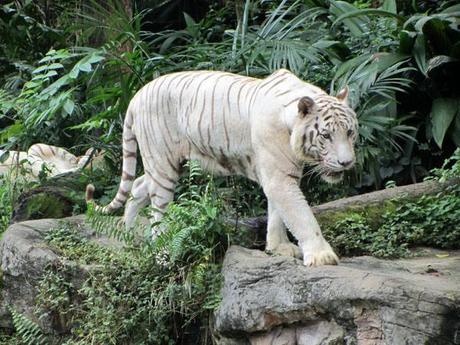 singapore zoo_viaggiandovaldi