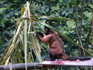 singapore zoo_viaggiandovaldi