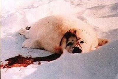 Canada e Norvegia si alleano contro il bando che vieta la vendita dei prodotti di foca
