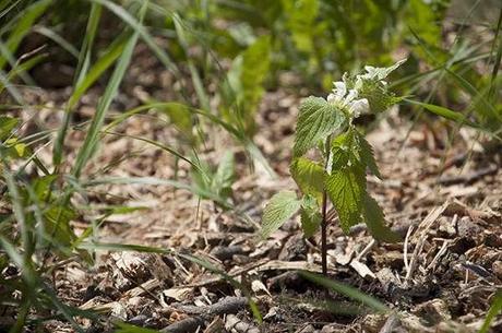 plantable food pakages