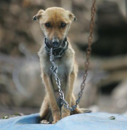 Un voto per i nostri amici animali