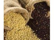 Quinoa amaranto, cereali ricchi sostanze nutritive senza glutine