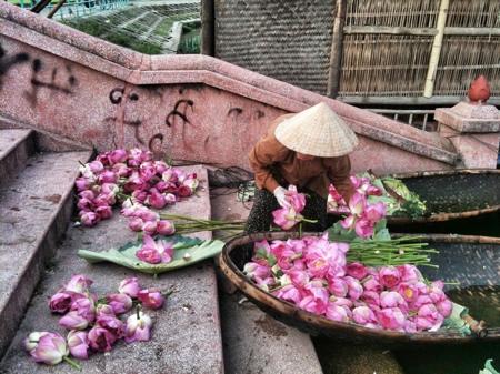 hanoi-west-lake-lotus_bis