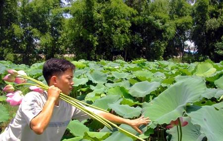 lotus-tea-pickers_(c)_tao-of-tea_bis