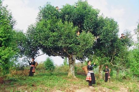 vietnamese-shan-tea-tree_(c)_tao-of-tea