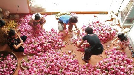 lotus-tea-pickers_(c)_tao-of-tea