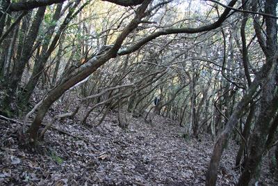 uno strano buco nel bosco