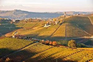 Langhe-alba-e-filari1