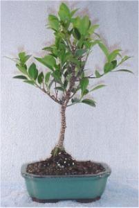 ficus bonsai 2