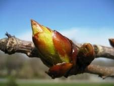 I FIORI DI BACH – 7: CHESTNUT BUD