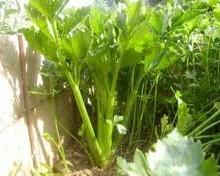 Il sedano Tutte le sue salutari qualità 