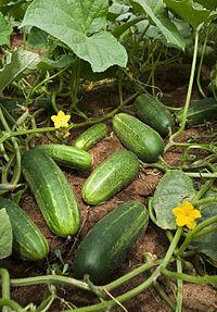 La forma degli ortaggi e le loro caratteristiche nutrizionali