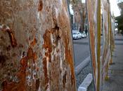 Politica cafona: processione plance putrescenti mostrare tutti romani loro faccioni imbolsiti. risparmiano nemmeno monumenti!