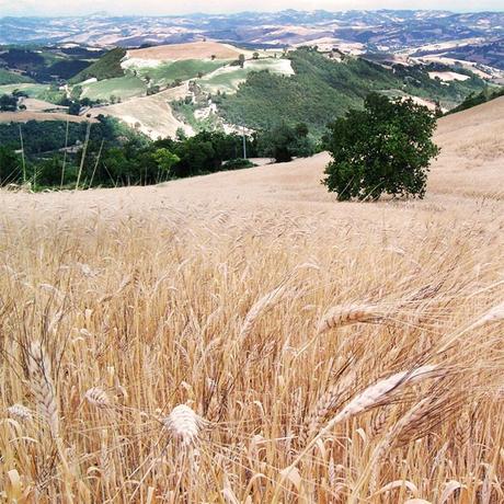 Girolomoni - Oltre il biologico