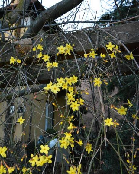 jasminum nudiflorum