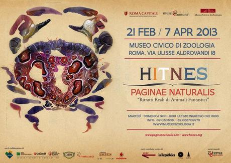 [link] Hitnes @ Museo Civico di Zoologia 20/02/2013