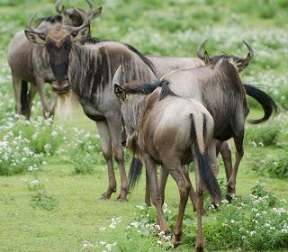 Serengeti: gnu e zebre.