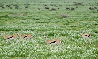 Serengeti: gnu e zebre.