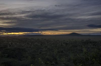 Serengeti: gnu e zebre.